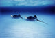 Southern Stingrays Grand Caymans Photo Print by Panoramic Images - 16x12