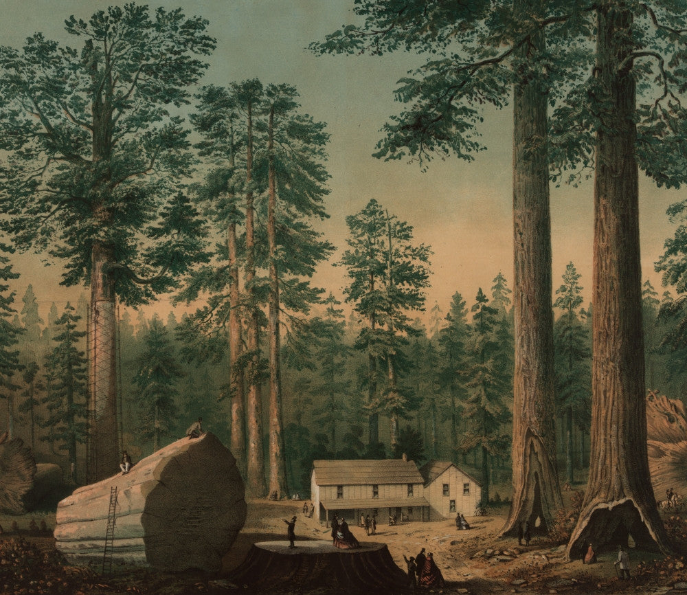 The Mammoth Trees Fine Art Print - California Sequoias