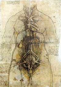 Da Vinci Female Anatomical Study Fine Art Print - 1507