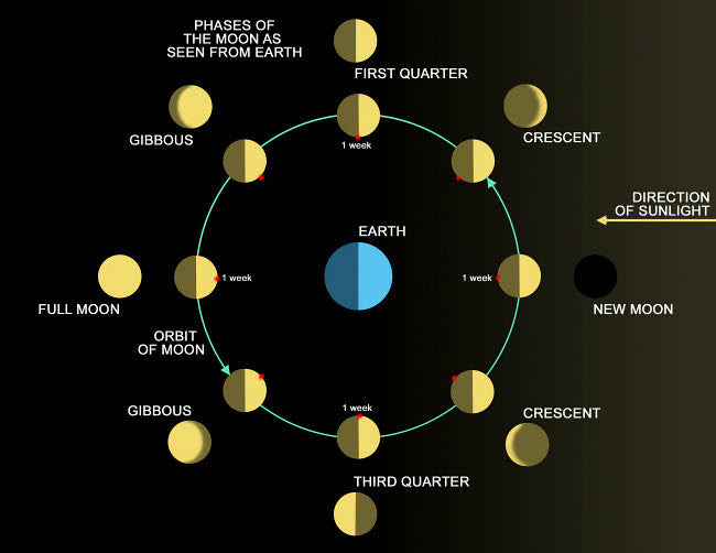 Phases of the Earth's Moon Diagram Fine Art Print by Ron Miller