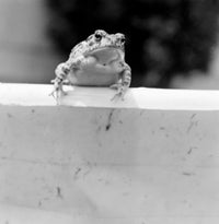 Toad Sitting on Wall Fine Art Print - Various Sizes Available