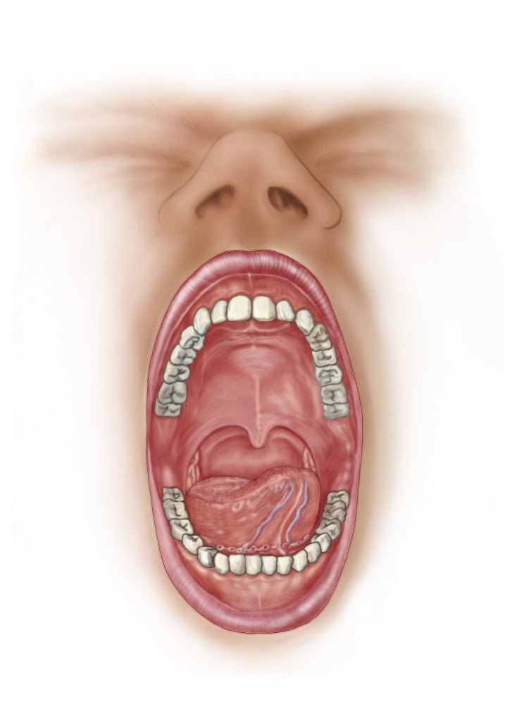 Anatomy of Human Mouth Cavity Fine Art Print