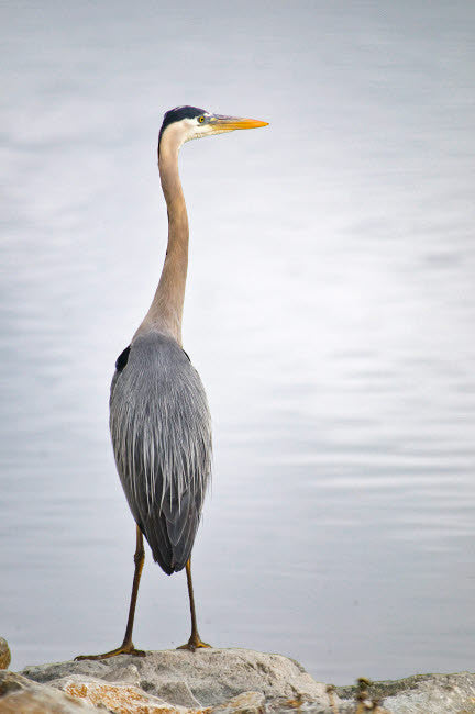 USA Colorado Great Blue Heron Fine Art Print by George Theodore