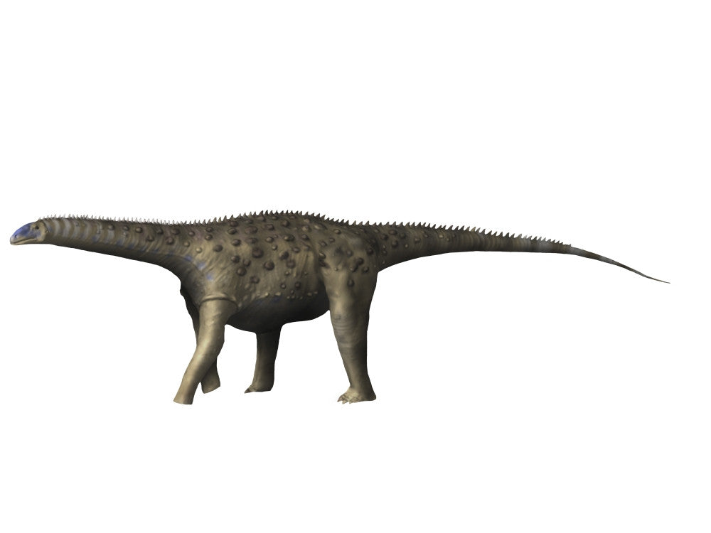 Saltasaurus Dinosaur Fine Art Print on White Background