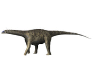 Saltasaurus Dinosaur Fine Art Print on White Background