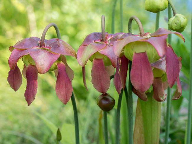 The Purple Flowers of the Pitcher Plant Fine Art Print by Julie Eggers