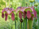 The Purple Flowers of the Pitcher Plant Fine Art Print by Julie Eggers