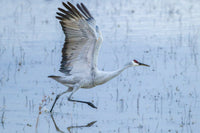 Sandhill Crane in Flight Fine Art Print - Bosque Del Apache by Jaynes Gallery