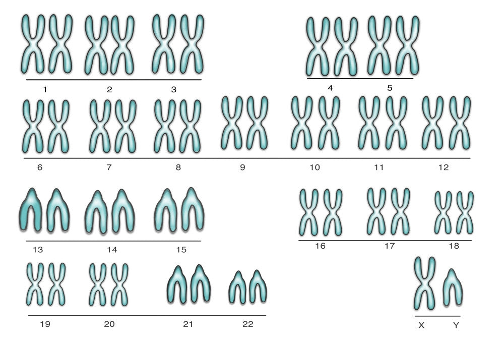Male Karyotype Fine Art Print - Science Source