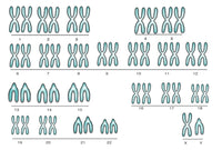 Male Karyotype Fine Art Print - Science Source
