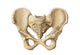 Anatomy of Human Pelvic Bone Fine Art Print - StockTrek Images