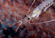 Undescribed Shrimp Larva on Egg Sack Fine Art Print by Bruce Shafer