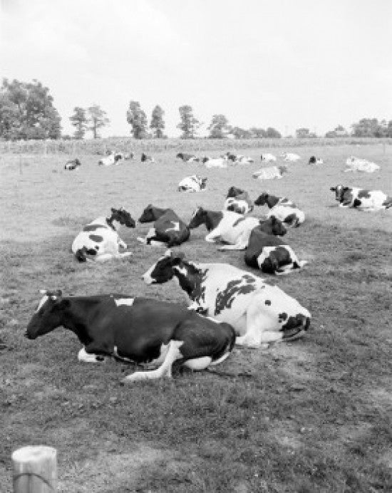 Cows Relaxing on Pasture Fine Art Print - Various Sizes