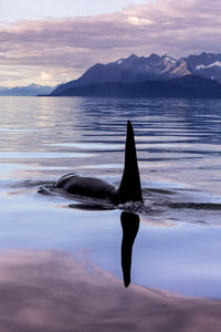 Orca Whale Fine Art Print by John Hyde - Stunning Alaska Scene