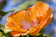 Close-Up of Orange Hibiscus Flower - Fine Art Print by Jenna Szerlag