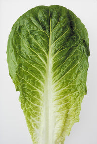 Closeup of Romaine Lettuce Leaf Fine Art Print