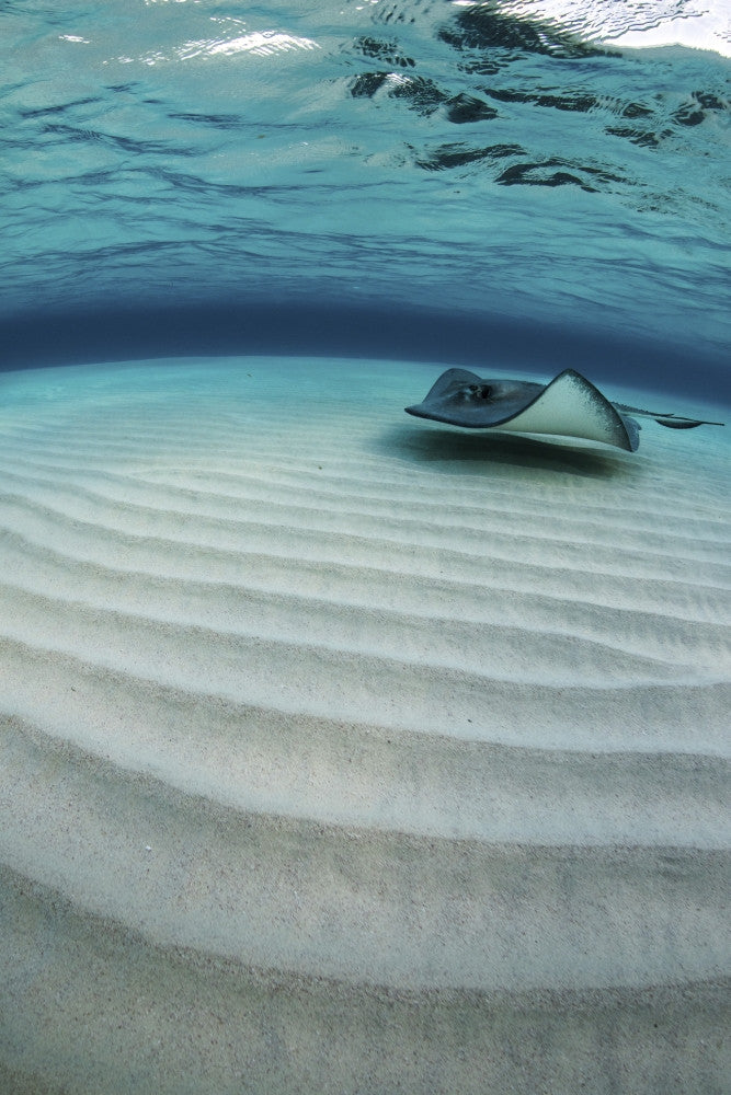 Stingray Swimming Across Sand Bottom - Fine Art Print by Brook Peterson