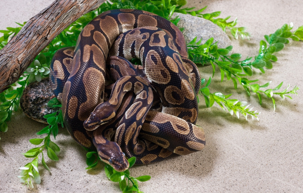 Two Burmese Pythons in Zoo Fine Art Print by Panoramic Images