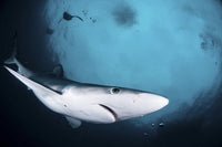Blue Shark Swimming in South African Waters Fine Art Print by Alessandro Cere