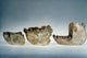 Lower Jawbones of Gigantopithecus and Gorilla Fine Art Print