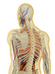 Transparent Human Body with Internal Organs - Fine Art Print