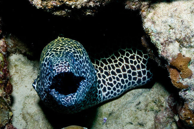 Black and White Honeycomb Moray Eel Fine Art Print by Mathieu Meur