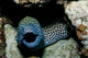 Black and White Honeycomb Moray Eel Fine Art Print by Mathieu Meur