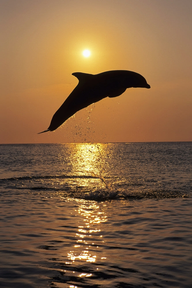 Bottle Nose Dolphin Jumping at Sunset Fine Art Print
