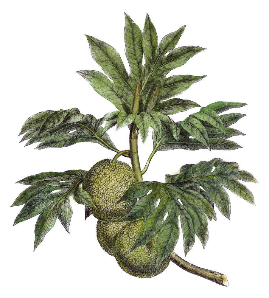Cook: Tahitian Breadfruit Line Engraving - 1773 Fine Art Print