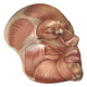 Anatomy of Human Face Muscles Fine Art Print - StockTrek Images
