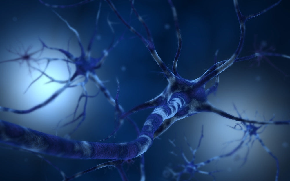 Conceptual Neuron Fine Art Print - Available in Multiple Sizes
