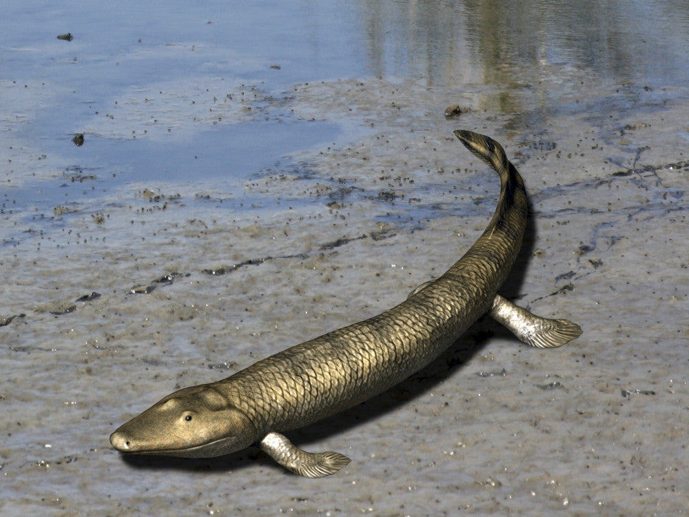 Tiktaalik Fine Art Print by Nobumichi Tamura | Stocktrek Images