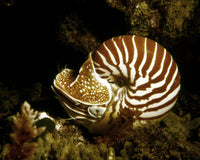 Nautilus Macrom: Pacific Ocean Print by Granger Collection