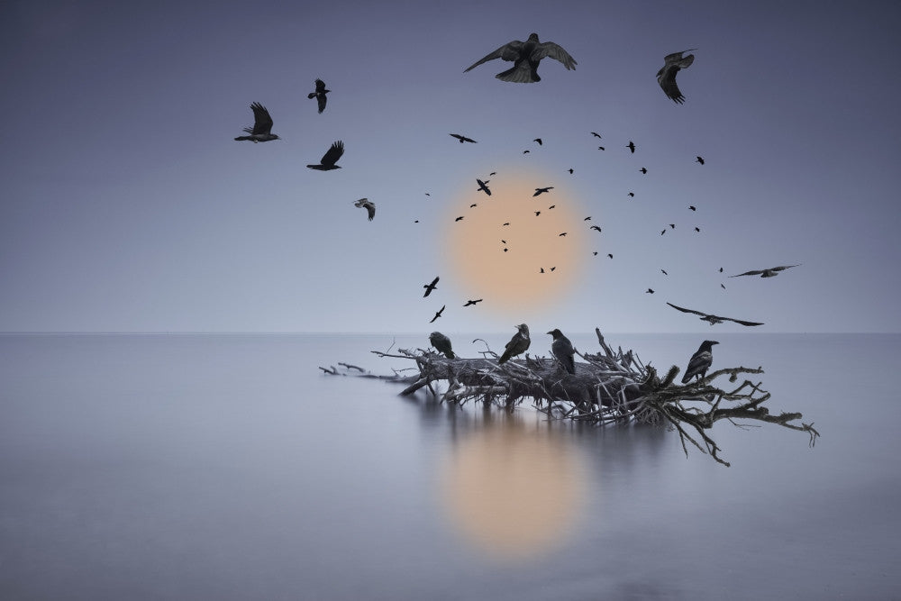A Murder of Crows Fine Art Print by Richard Desmarais