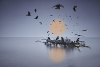 A Murder of Crows Fine Art Print by Richard Desmarais