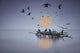 A Murder of Crows Fine Art Print by Richard Desmarais