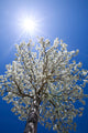Bishop Flowering Pear Tree Fine Art Print by Dennis Flaherty