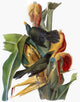 Audubon Common Grackle Fine Art Print from 'The Birds of America'