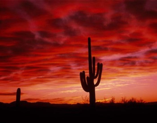 Organ Pipe Cactus State Park AZ Fine Art Print by Panoramic Images