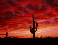 Organ Pipe Cactus State Park AZ Fine Art Print by Panoramic Images