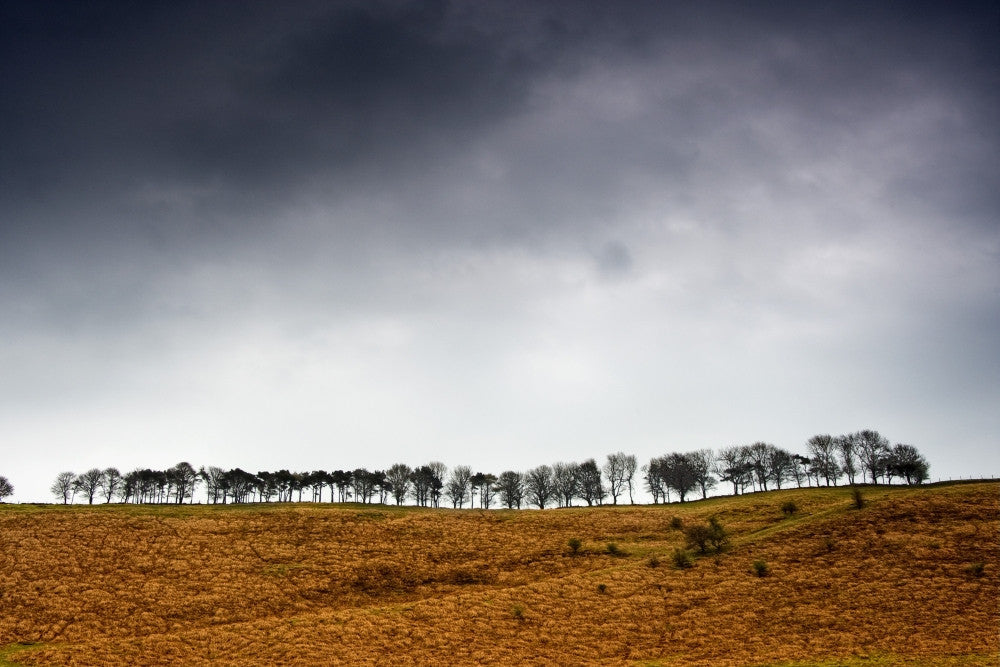 Row of Trees in a Field Fine Art Print - Yorkshire Dales, England