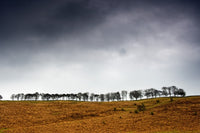 Row of Trees in a Field Fine Art Print - Yorkshire Dales, England