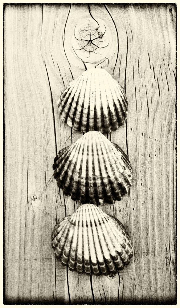 Three Shells on Driftwood Fine Art Print by Hilary Jane Morgan