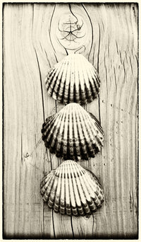 Three Shells on Driftwood Fine Art Print by Hilary Jane Morgan