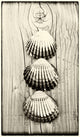 Three Shells on Driftwood Fine Art Print by Hilary Jane Morgan