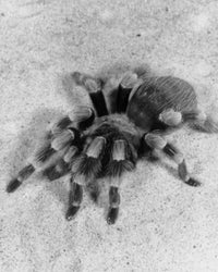 High Angle View of a Tarantula Fine Art Print