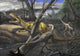 Neovenator Salerii vs. Eotyrannus Lengi Dinosaur Art Print