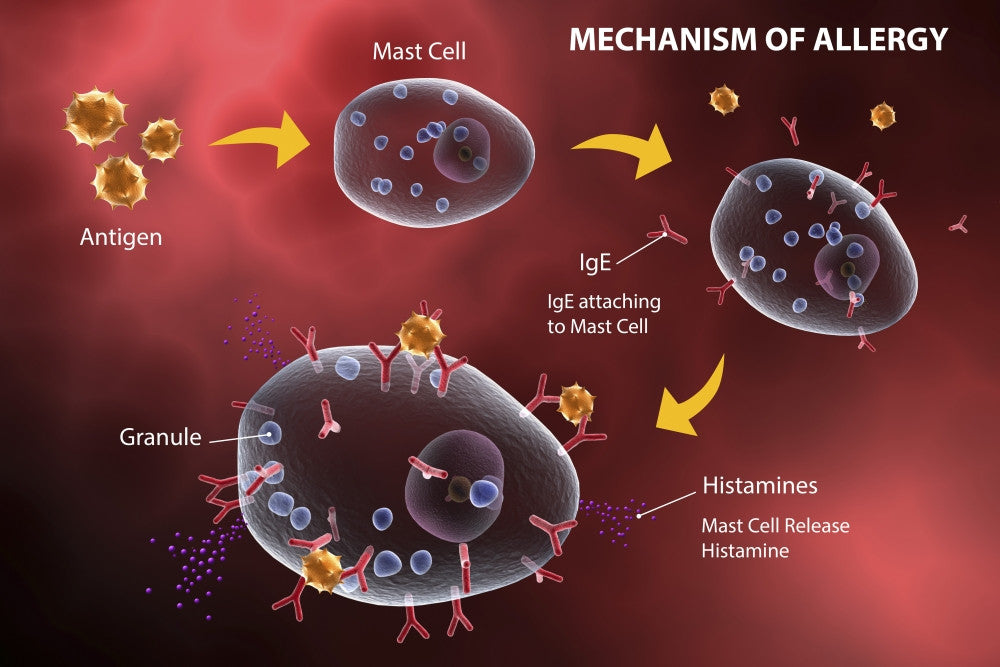 Mast Cell Releasing Histamine Artwork Print – Allergic Reaction