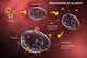 Mast Cell Releasing Histamine Artwork Print – Allergic Reaction