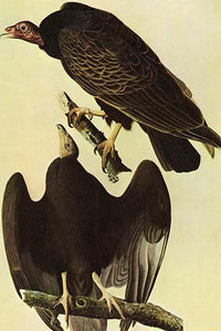 Turkey Vulture Fine Art Print by John James Audubon